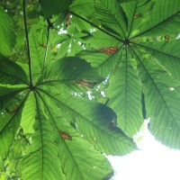 Horse Chestnut